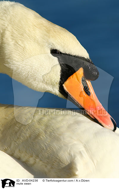 mute swan / AVD-04236