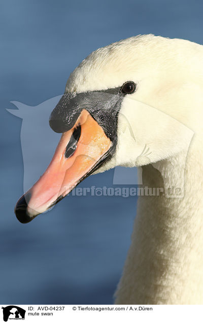 mute swan / AVD-04237