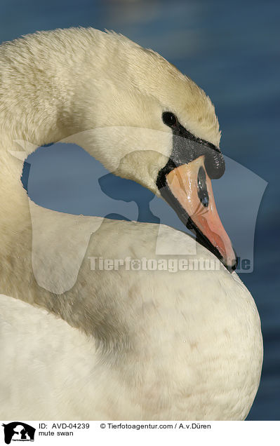 mute swan / AVD-04239