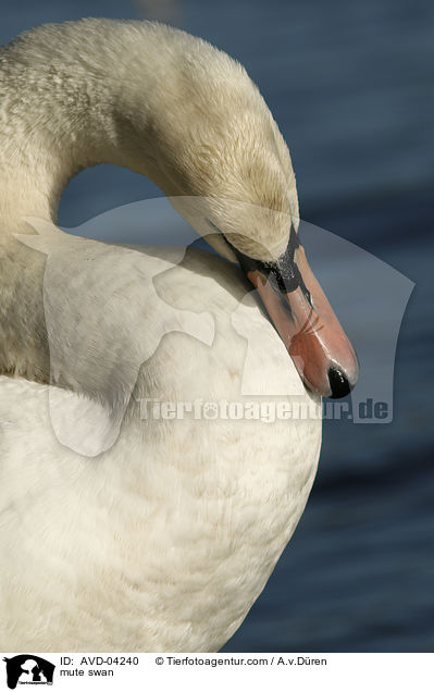 mute swan / AVD-04240