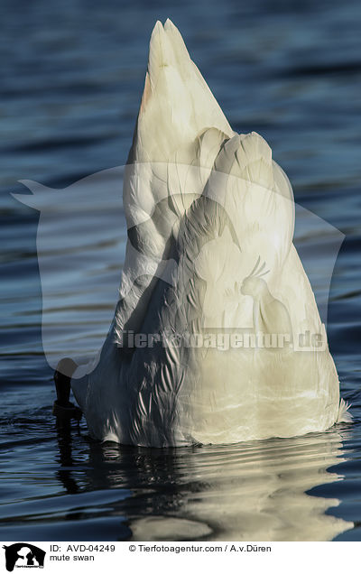 Hckerschwan / mute swan / AVD-04249