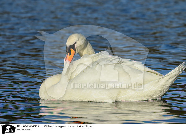 mute swan / AVD-04312