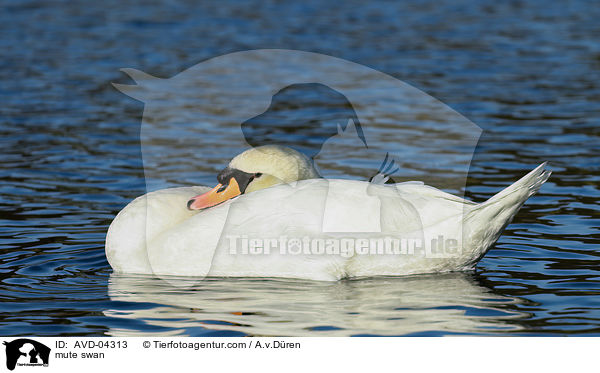 mute swan / AVD-04313