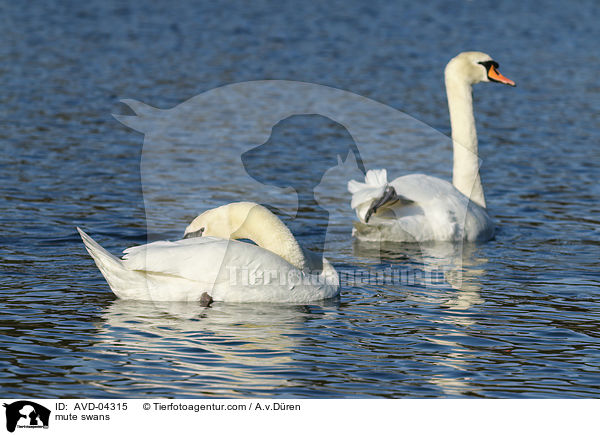 mute swans / AVD-04315
