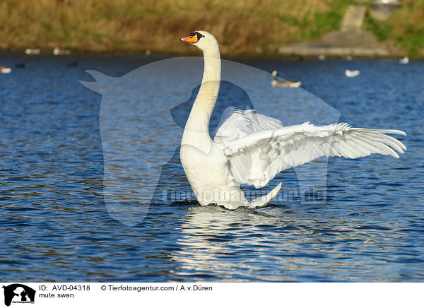 mute swan / AVD-04318