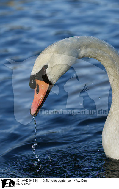 Hckerschwan / mute swan / AVD-04324