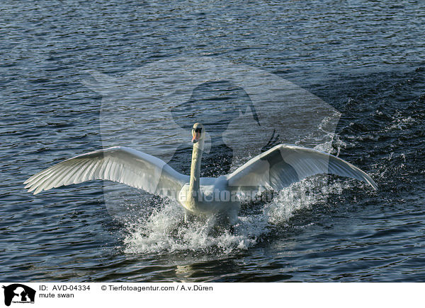 mute swan / AVD-04334
