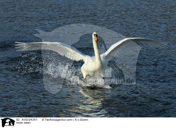 Hckerschwan / mute swan / AVD-04341