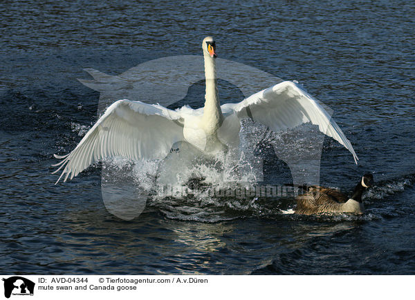 mute swan and Canada goose / AVD-04344