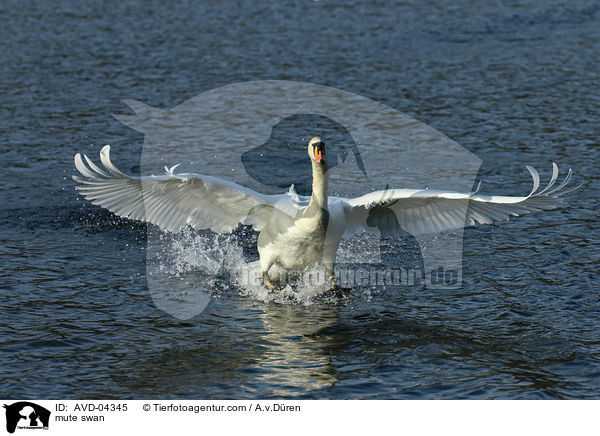 Hckerschwan / mute swan / AVD-04345