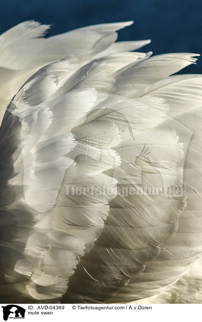 mute swan / AVD-04369
