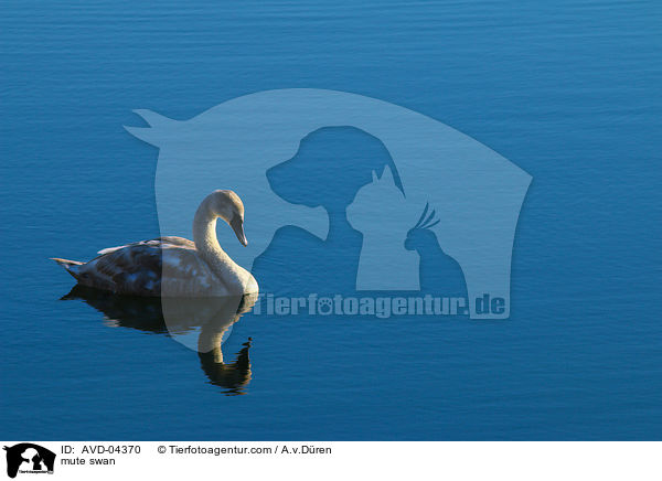 mute swan / AVD-04370