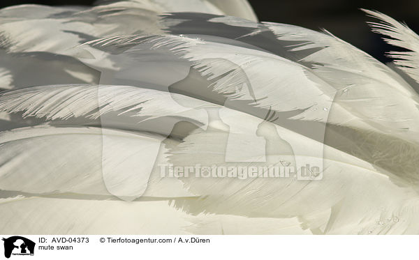 mute swan / AVD-04373