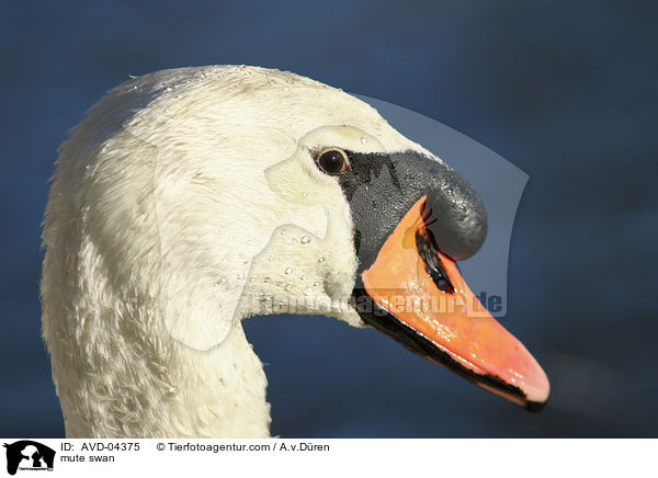 mute swan / AVD-04375