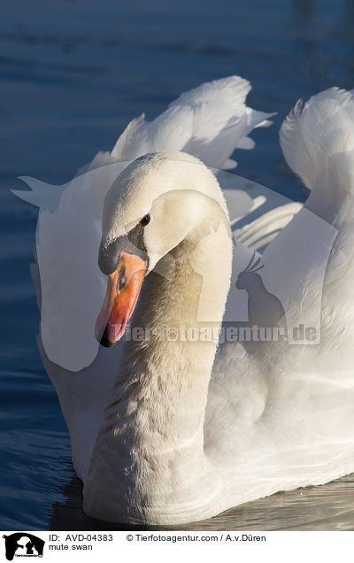 mute swan / AVD-04383