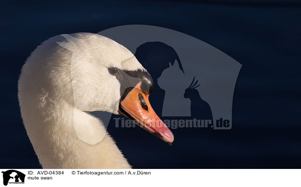 mute swan / AVD-04384