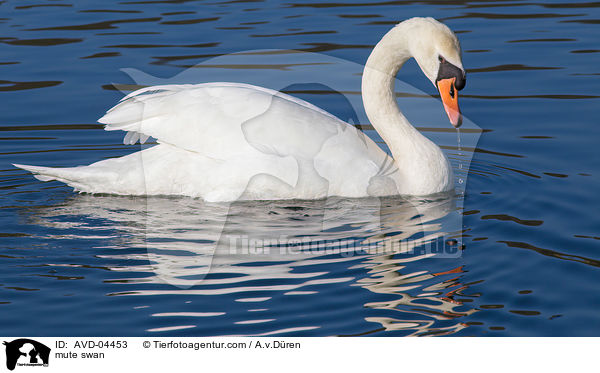 Hckerschwan / mute swan / AVD-04453