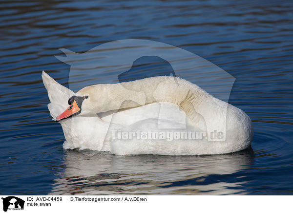 mute swan / AVD-04459