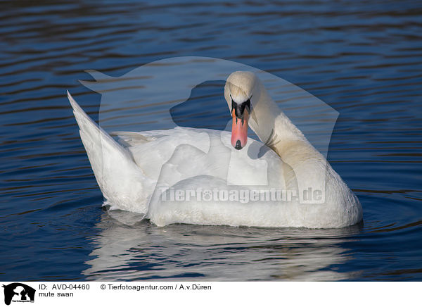 Hckerschwan / mute swan / AVD-04460