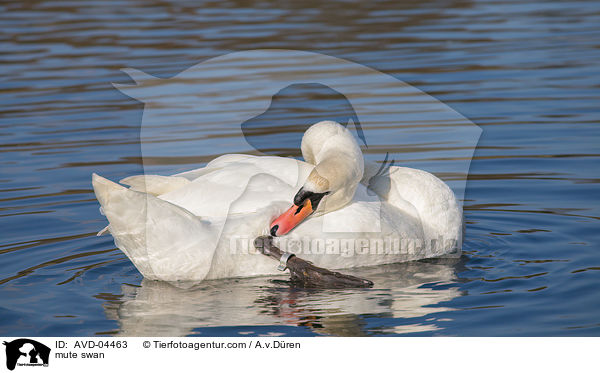 mute swan / AVD-04463