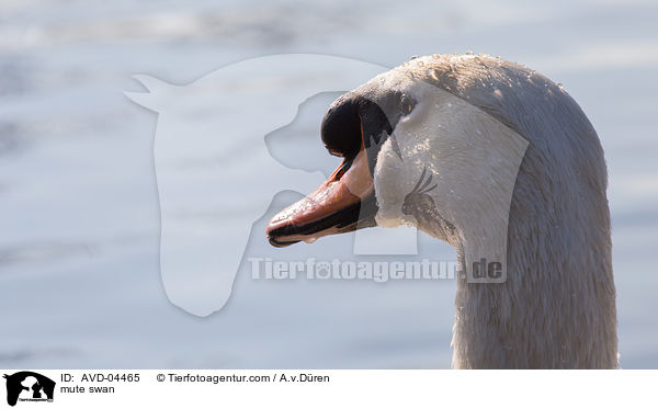 mute swan / AVD-04465