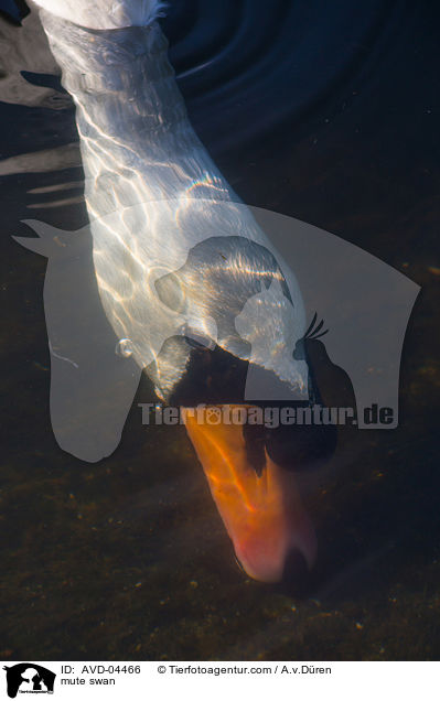 mute swan / AVD-04466