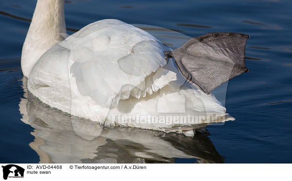 mute swan / AVD-04468