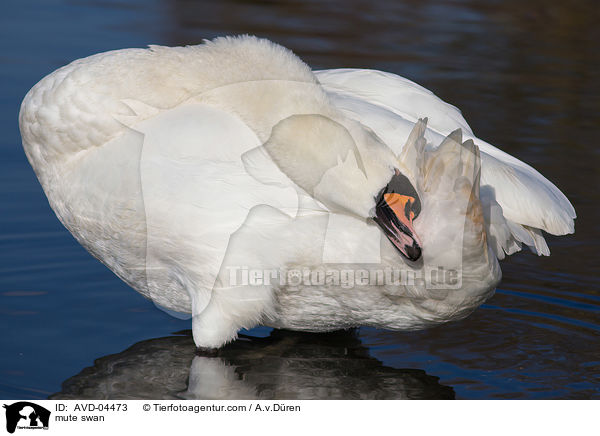 mute swan / AVD-04473