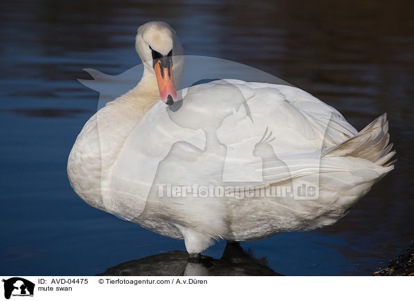 mute swan / AVD-04475