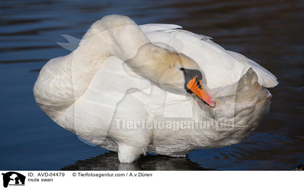 mute swan / AVD-04479