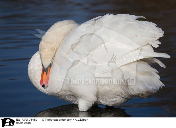 mute swan / AVD-04480