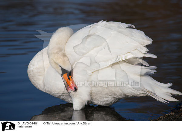 mute swan / AVD-04481