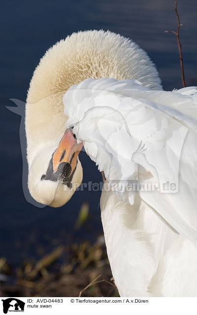 mute swan / AVD-04483
