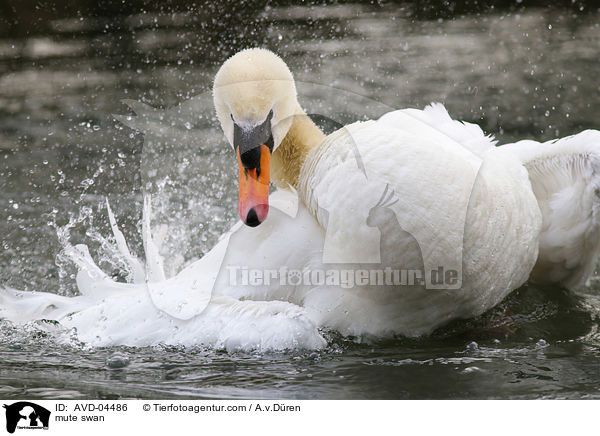mute swan / AVD-04486