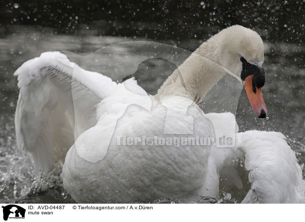 mute swan / AVD-04487