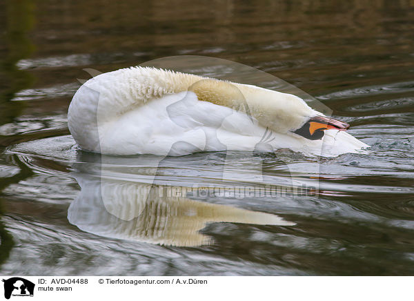 mute swan / AVD-04488