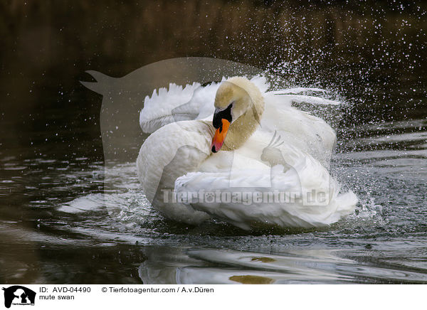 mute swan / AVD-04490