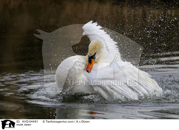 mute swan / AVD-04491