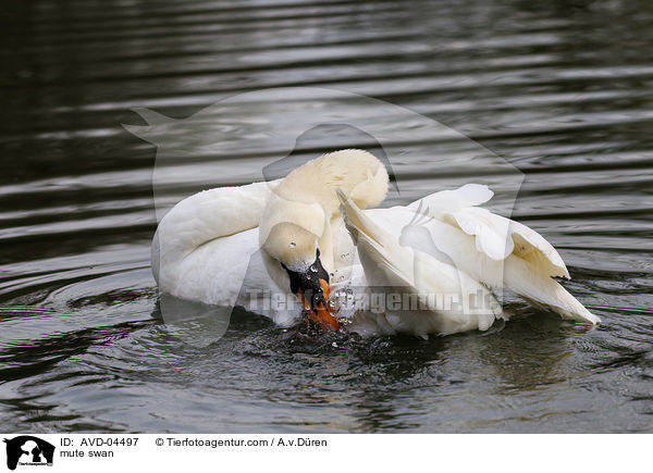 mute swan / AVD-04497