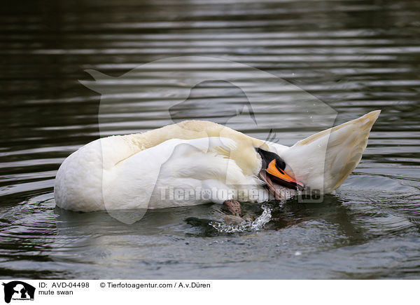 mute swan / AVD-04498