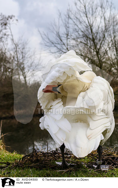 mute swan / AVD-04500