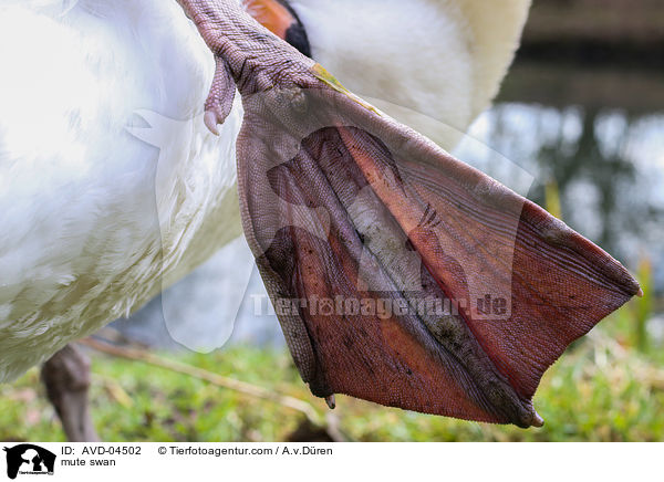 mute swan / AVD-04502