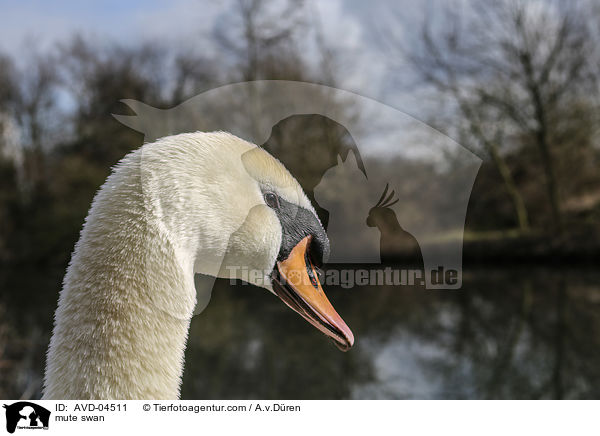 mute swan / AVD-04511