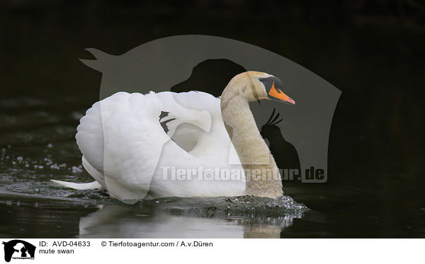 mute swan / AVD-04633