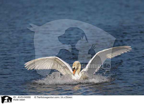 mute swan / AVD-04668