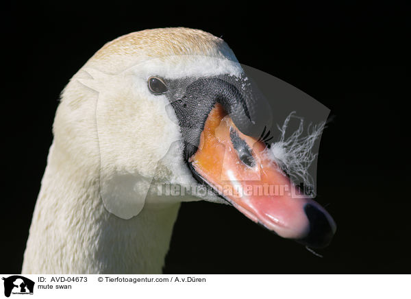 mute swan / AVD-04673