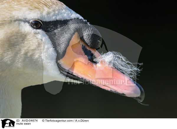 mute swan / AVD-04674