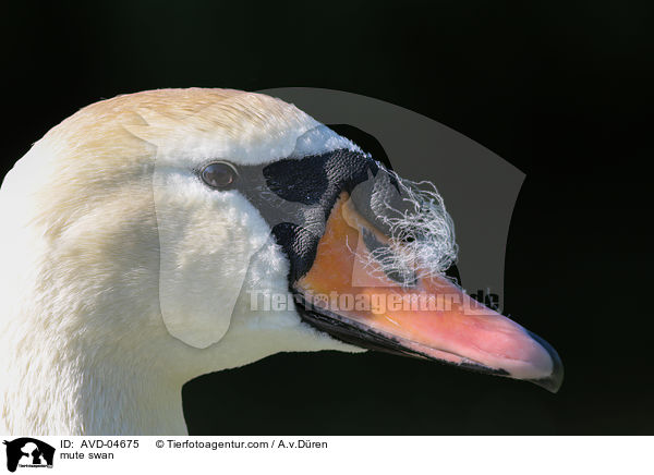 mute swan / AVD-04675