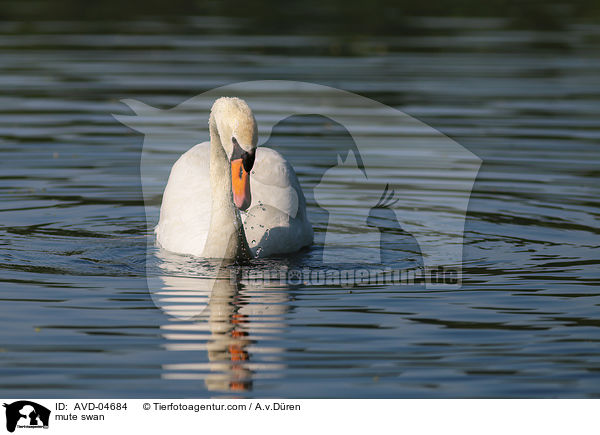 mute swan / AVD-04684
