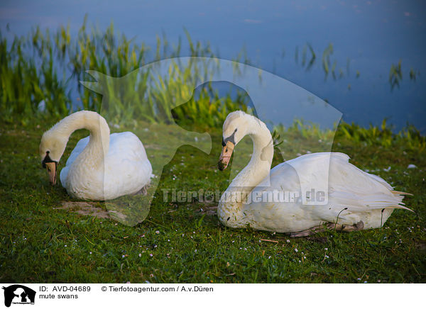 mute swans / AVD-04689